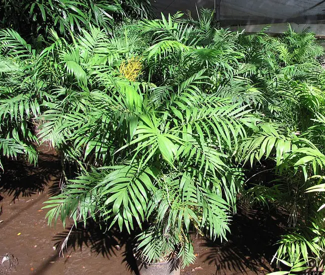 Parlor Palm Tree (Chamaedorea elegans)