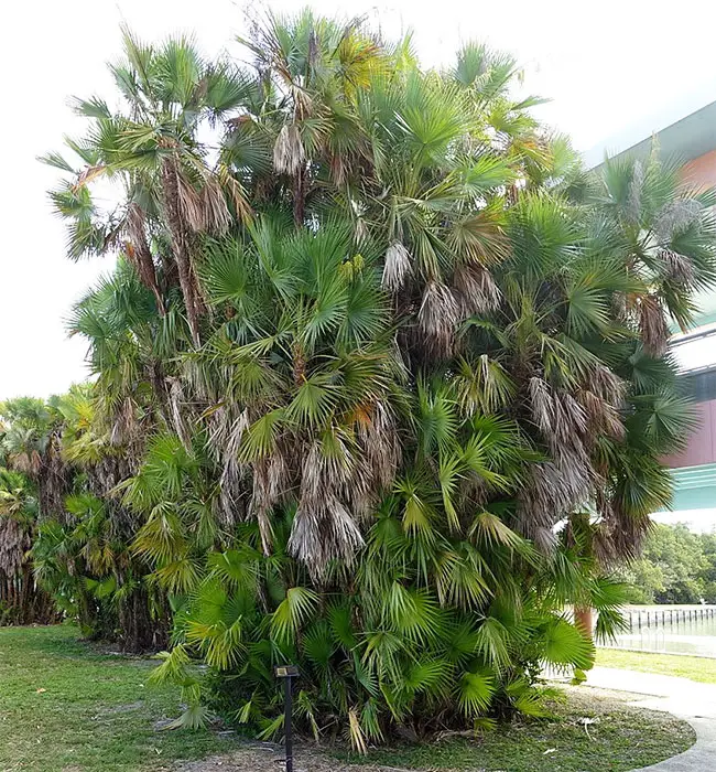 Paurotis Palm Tree (Acoelorrhaphe wrightii).