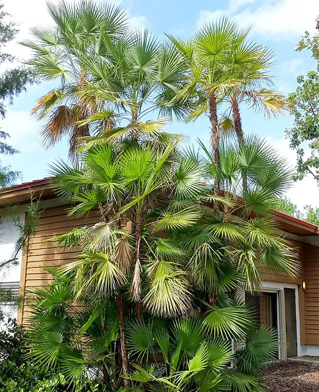 Paurotis Palm Tree (Acoelorrhaphe wrightii).