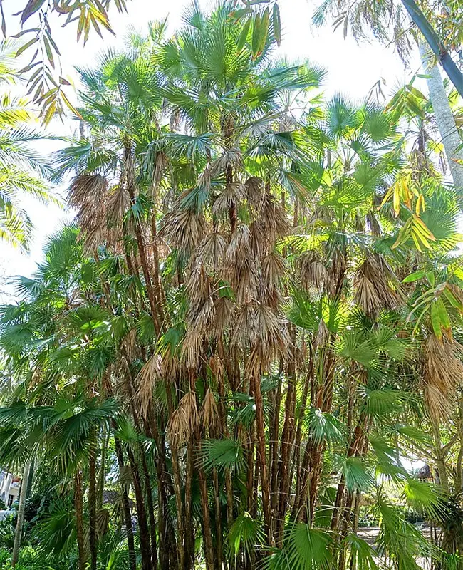 Paurotis Palm Tree (Acoelorrhaphe wrightii).