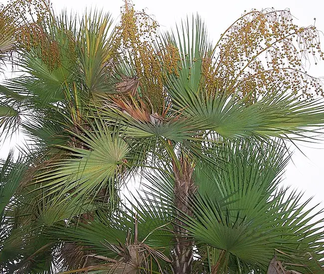 Paurotis Palm Tree (Acoelorrhaphe wrightii).