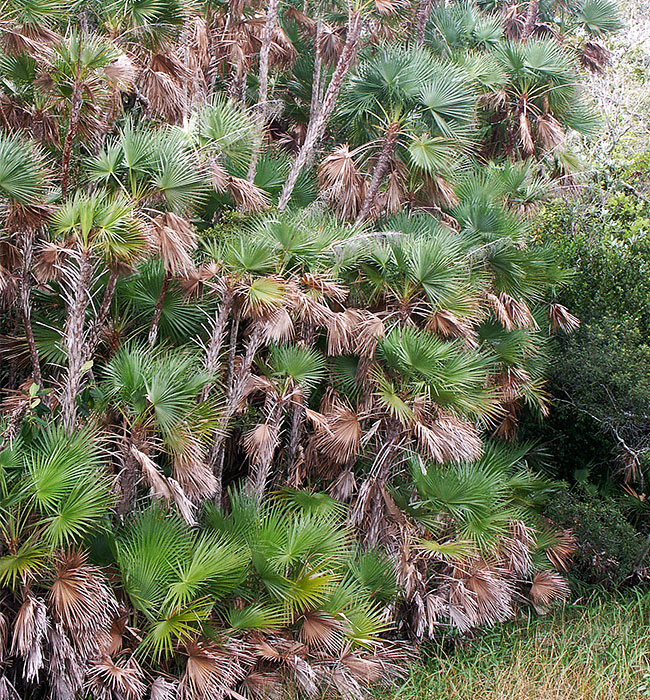 Paurotis Palm Tree (Acoelorrhaphe wrightii).