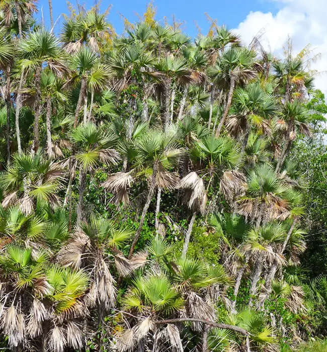Paurotis Palm Tree (Acoelorrhaphe wrightii).