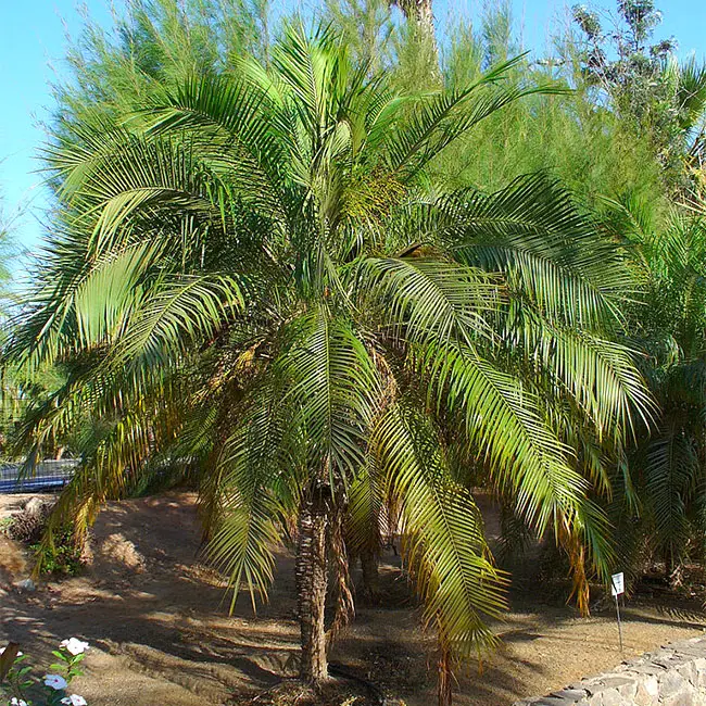 Pygmy Date Palm Tree (Phoenix roebelenii)