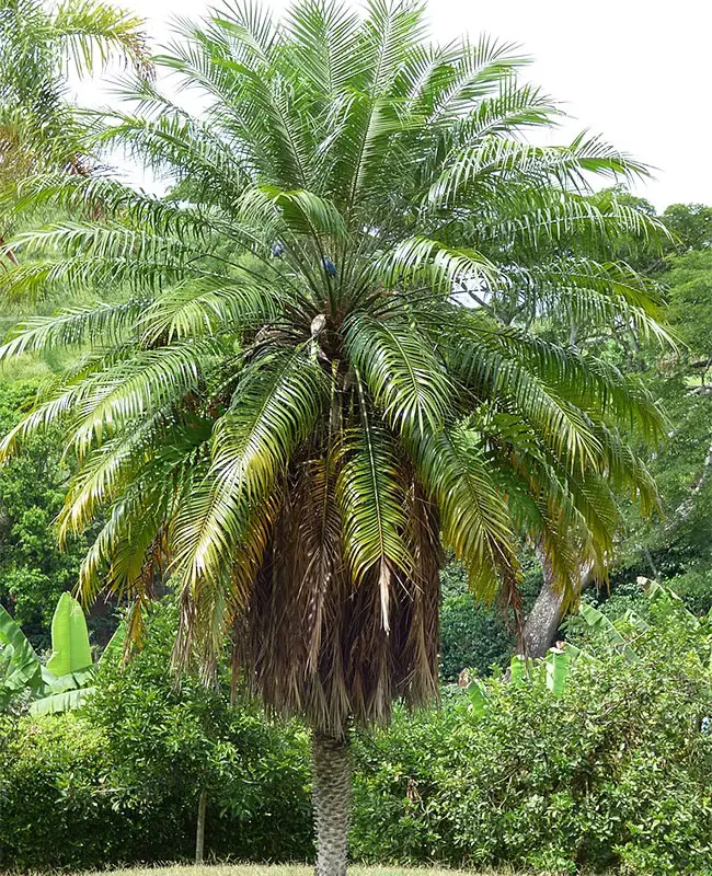 Pygmy Date Palm Tree (Phoenix roebelenii)