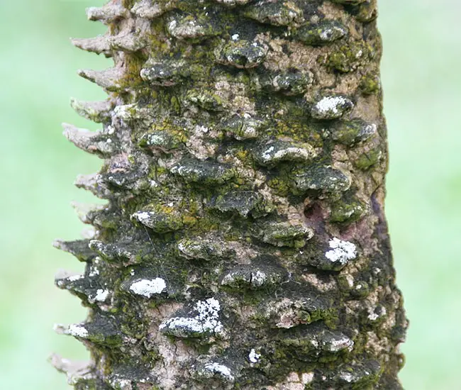 Pygmy Date Palm Tree (Phoenix roebelenii)