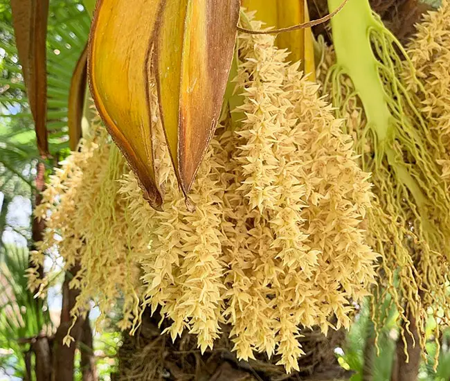 Pygmy Date Palm Tree (Phoenix roebelenii)