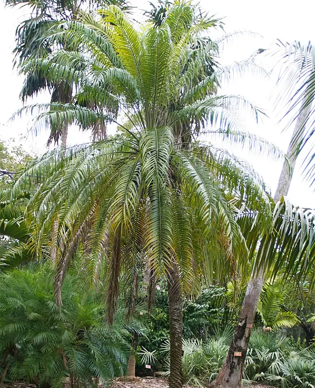 Pygmy Date Palm Tree (Phoenix roebelenii)
