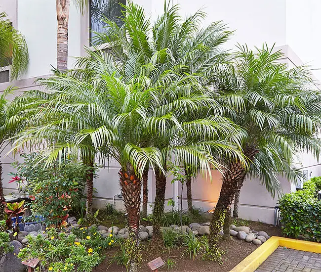 Pygmy Date Palm Tree (Phoenix roebelenii)