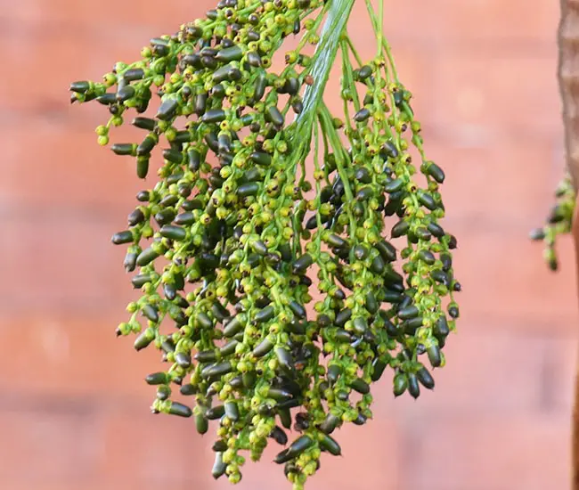 Pygmy Date Palm Tree (Phoenix roebelenii)