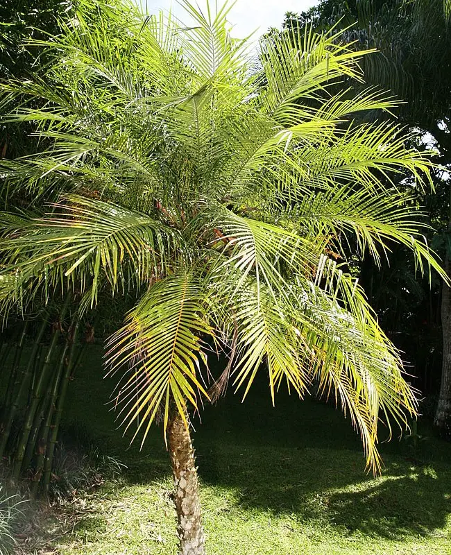 Pygmy Date Palm Tree (Phoenix roebelenii)