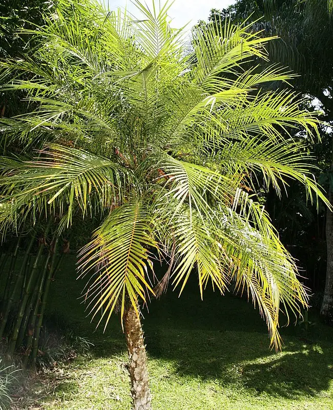 pygmy date palm care temperature tolerance