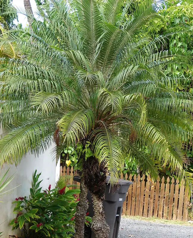 Pygmy Date Palm Tree (Phoenix roebelenii)