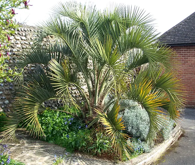 Pindo Palm Tree (Butia capitata)