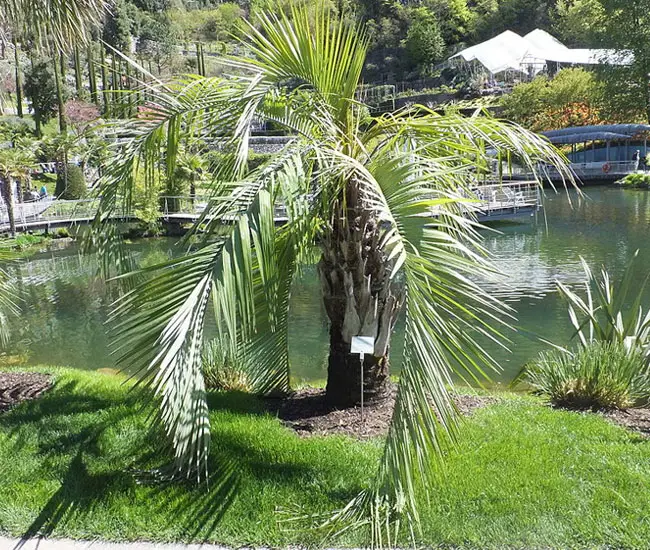 Pindo Palm Tree (Butia capitata)