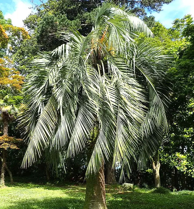 Pindo Palm Tree (Butia capitata)