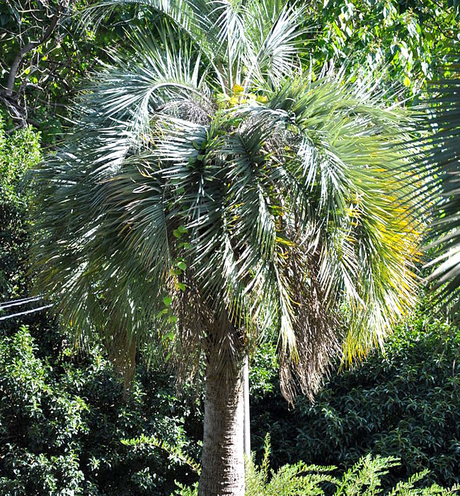 Pindo Palm Tree (Butia capitata)