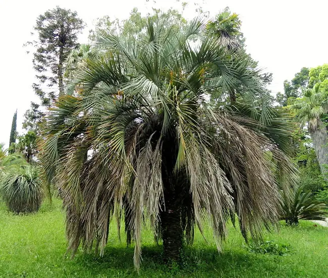 Pindo Palm Tree (Butia capitata)
