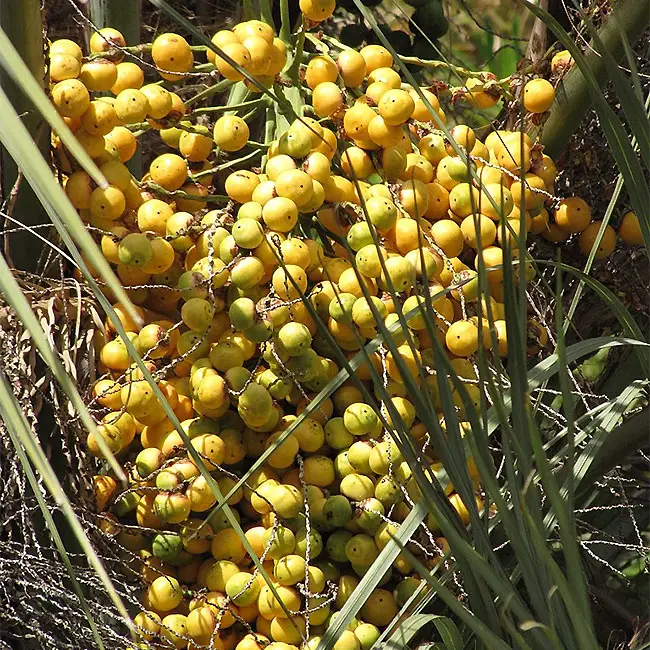 Pindo Palm Tree (Butia capitata)