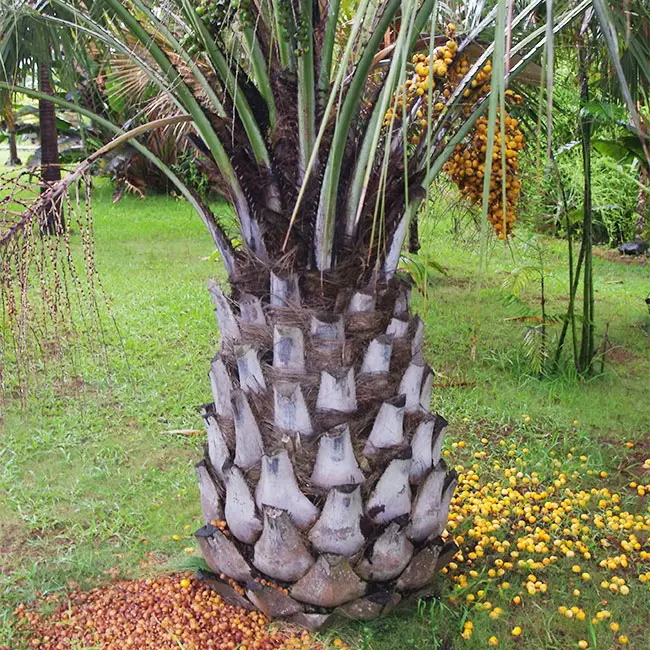 Pindo Palm Tree (Butia capitata)