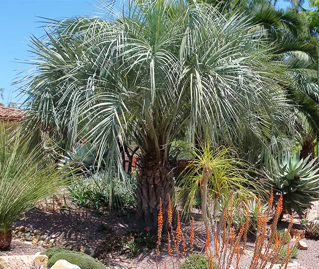 Pindo Palm Tree (Butia capitata)