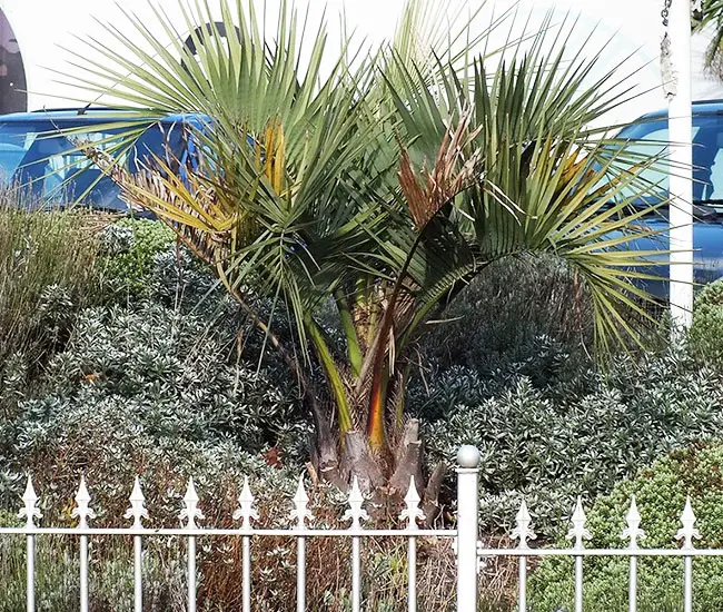 Pindo Palm Tree (Butia capitata)