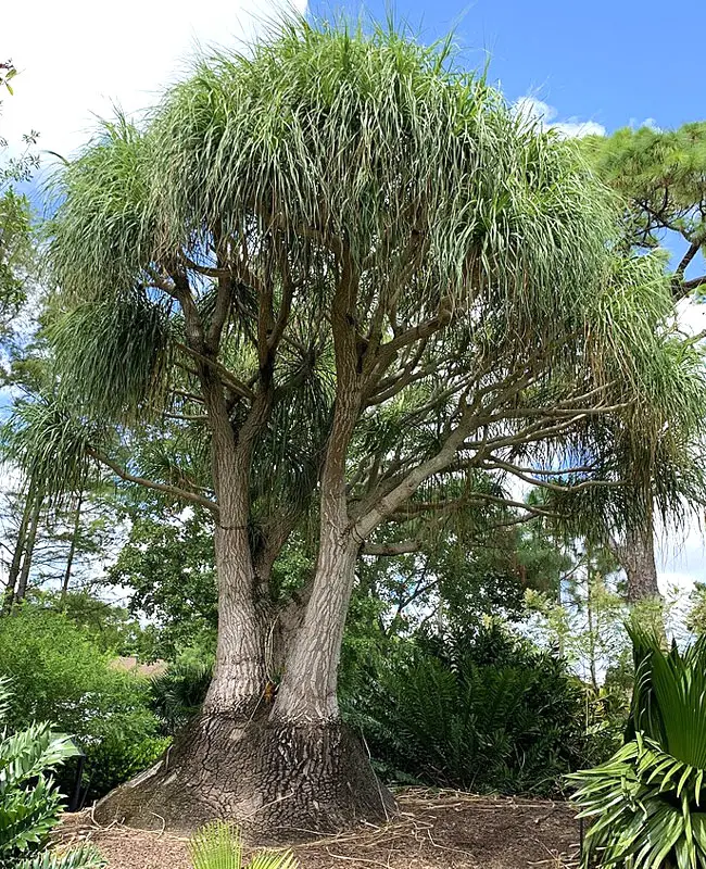 Ponytail Palm Tree (Beaucarnea recurvata)