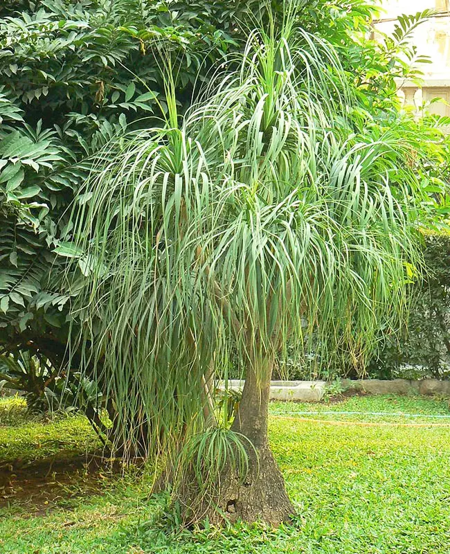Ponytail Palm Tree (Beaucarnea recurvata)
