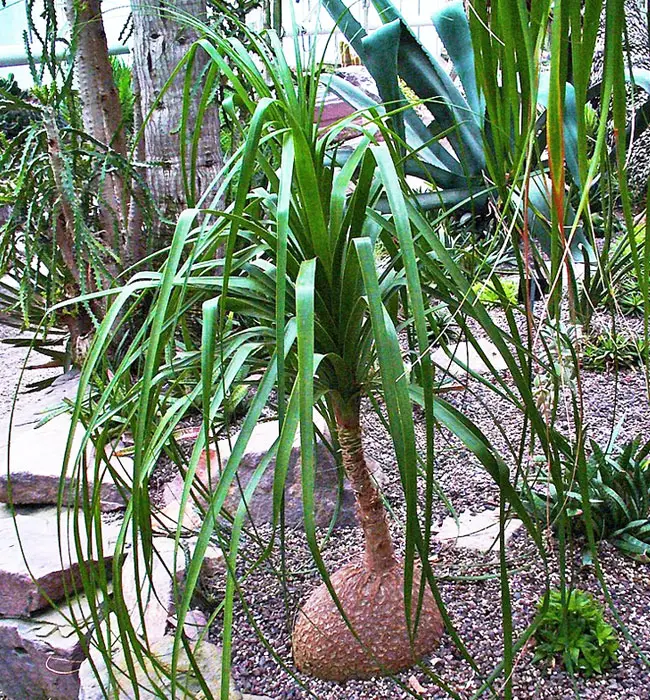 Ponytail Palm Tree (Beaucarnea recurvata)