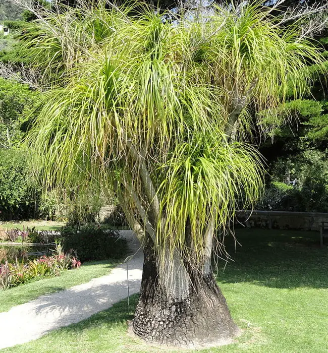 Ponytail Palm Tree (Beaucarnea recurvata)