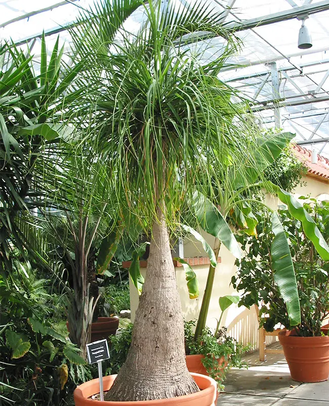 Ponytail Palm Tree (Beaucarnea recurvata)