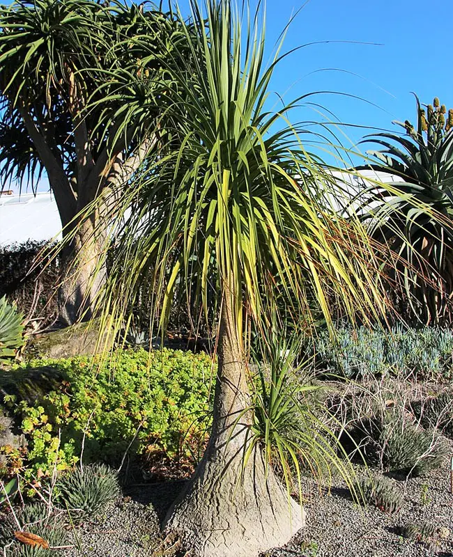 Ponytail Palm Tree (Beaucarnea recurvata)