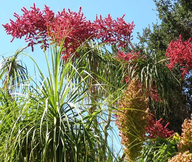 Ponytail Palm Tree (Beaucarnea recurvata)