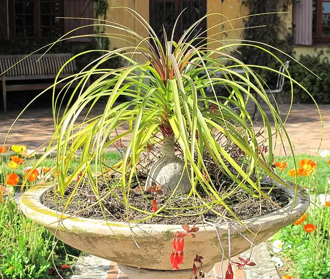 Ponytail Palm Tree (Beaucarnea recurvata)