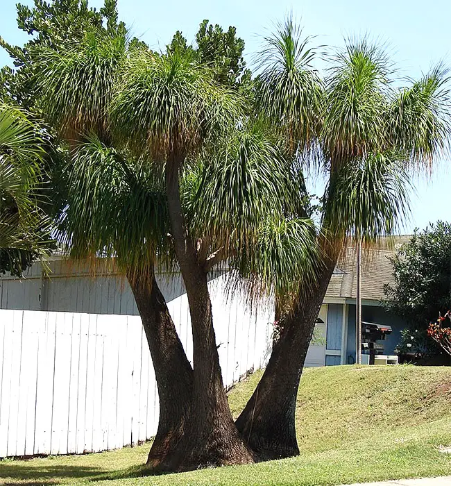 Ponytail Palm Tree (Beaucarnea recurvata)