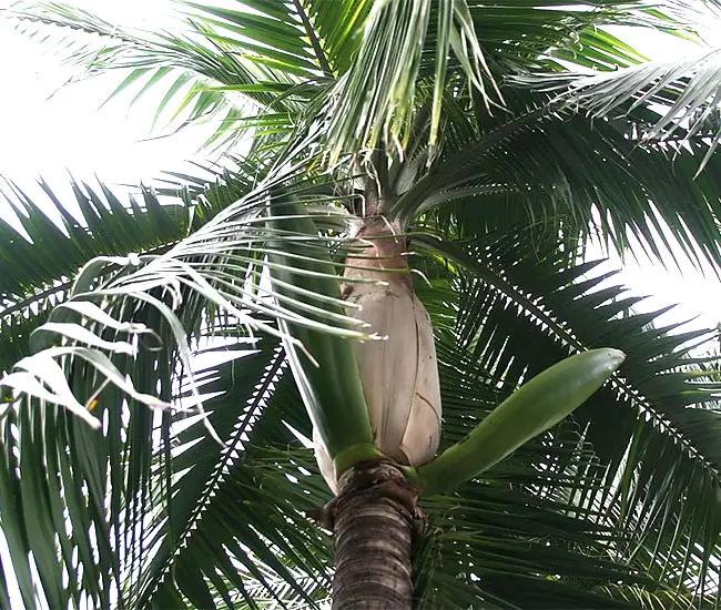 Princess Palm Tree (Dictyosperma album)