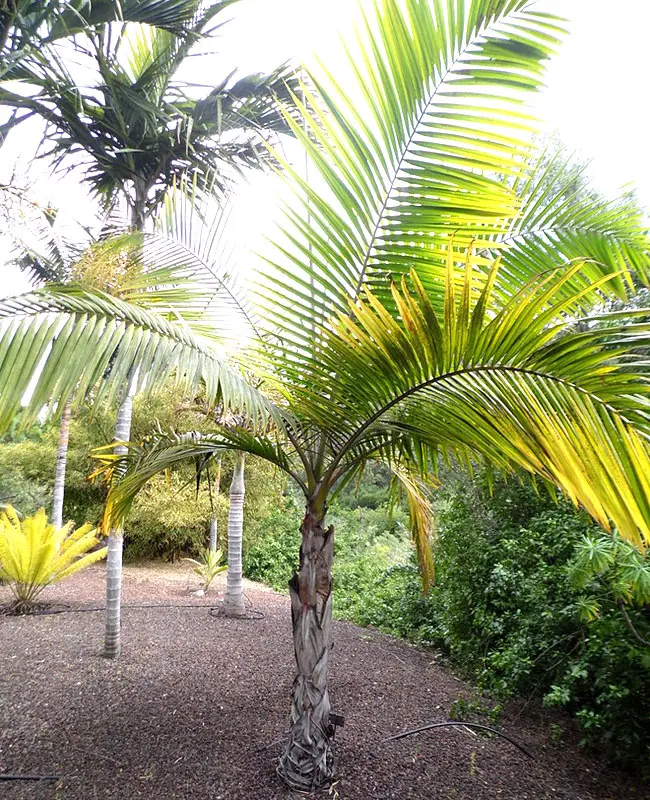 Princess Palm Tree (Dictyosperma album)