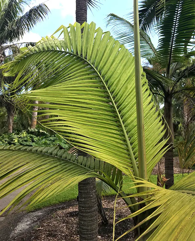 Princess Palm Tree (Dictyosperma album)