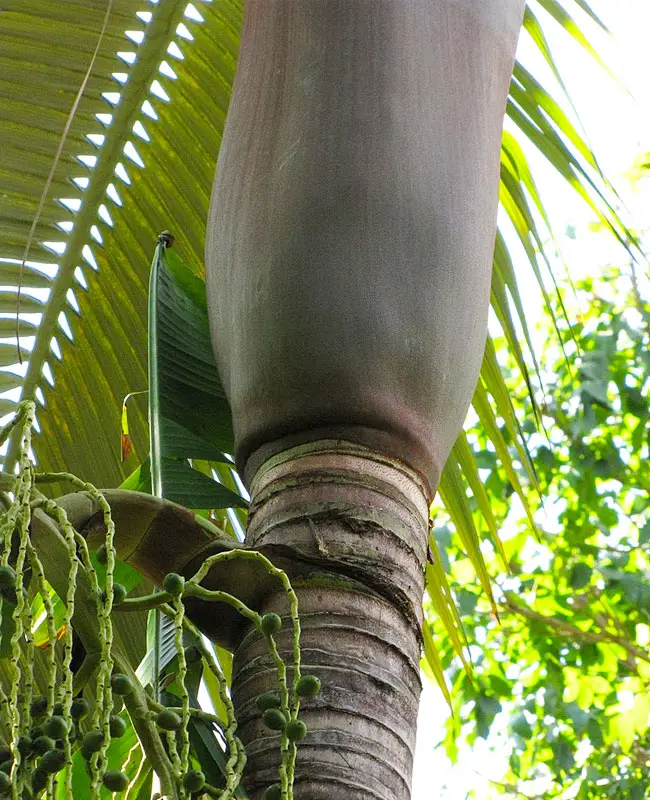 Purple King Palm Tree (Archontophoenix purpurea)