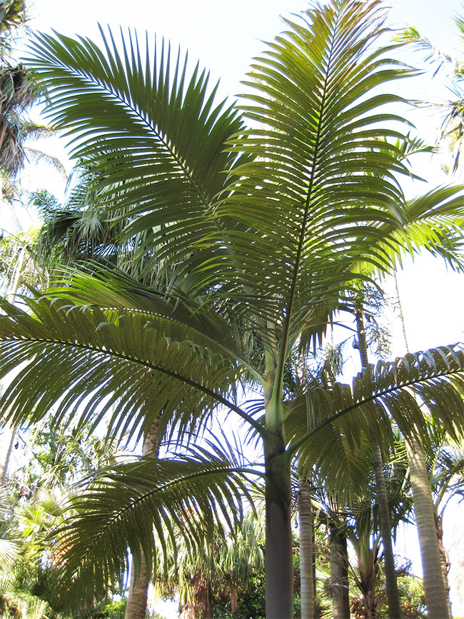 Purple King Palm Tree (Archontophoenix purpurea)