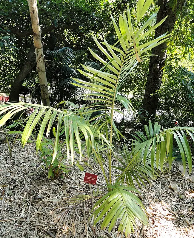 Purple King Palm Tree (Archontophoenix purpurea)