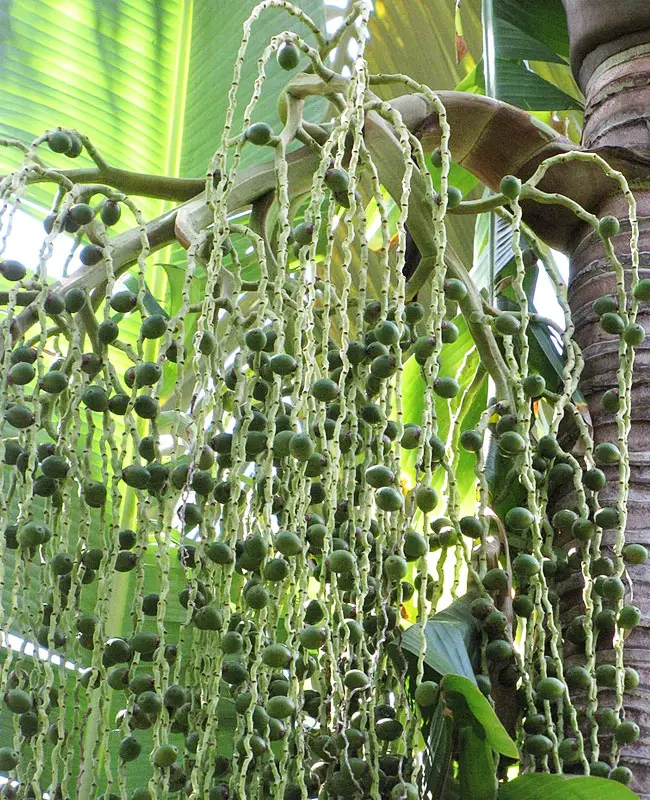 Purple King Palm Tree (Archontophoenix purpurea)