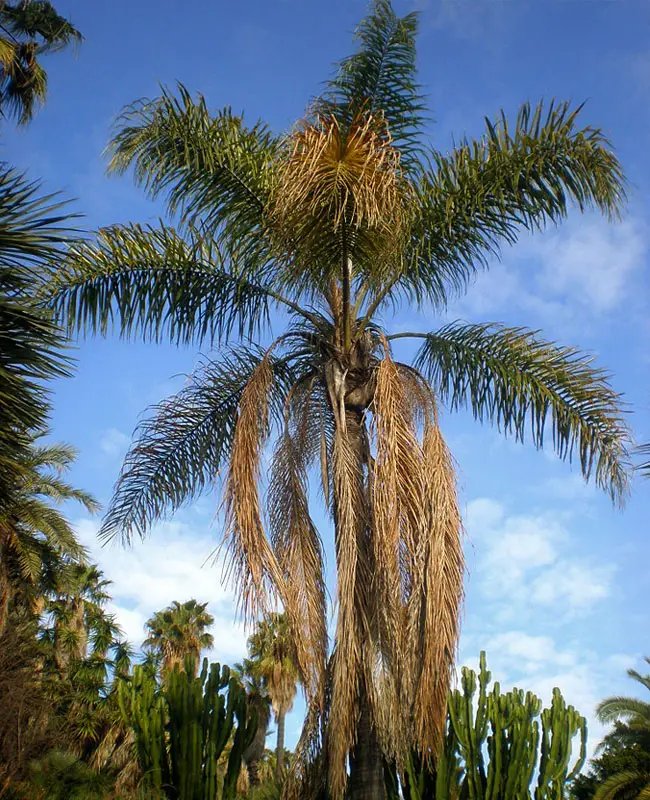 Queen Palm Tree (Syagrus romanzoffiana).