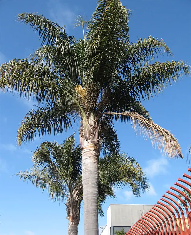 Queen Palm Tree (Syagrus romanzoffiana).