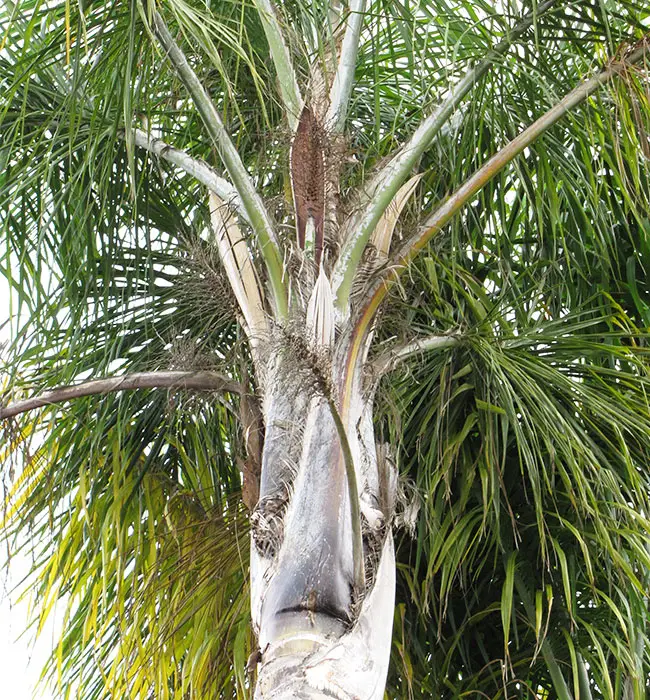 Queen Palm Tree (Syagrus romanzoffiana).