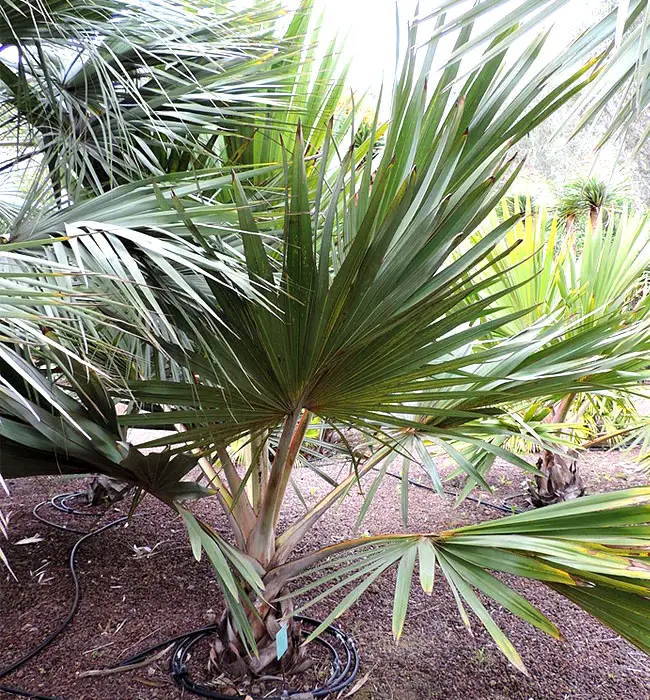 Red Latan Palm Tree (Latania lontaroides)