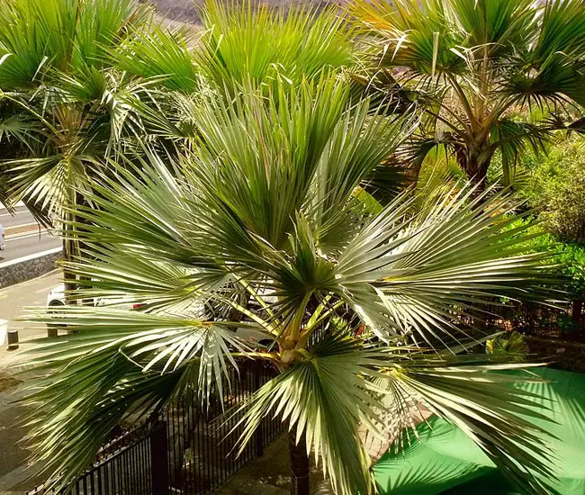 Red Latan Palm Tree (Latania lontaroides)
