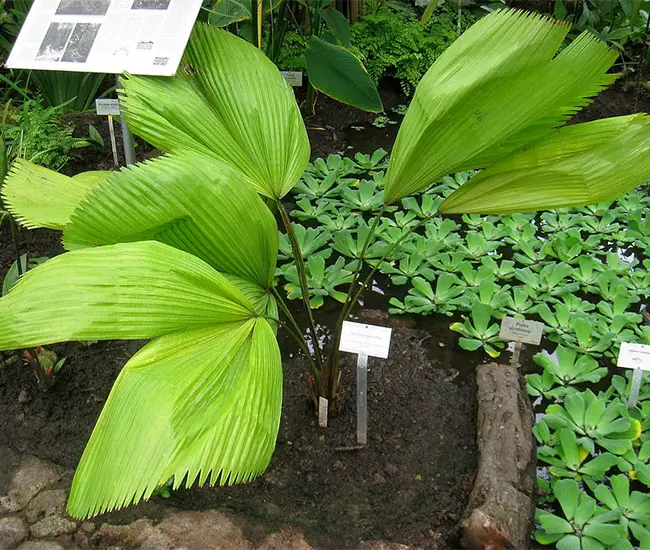 Ruffled Fan Palm Tree (Licuala grandis)