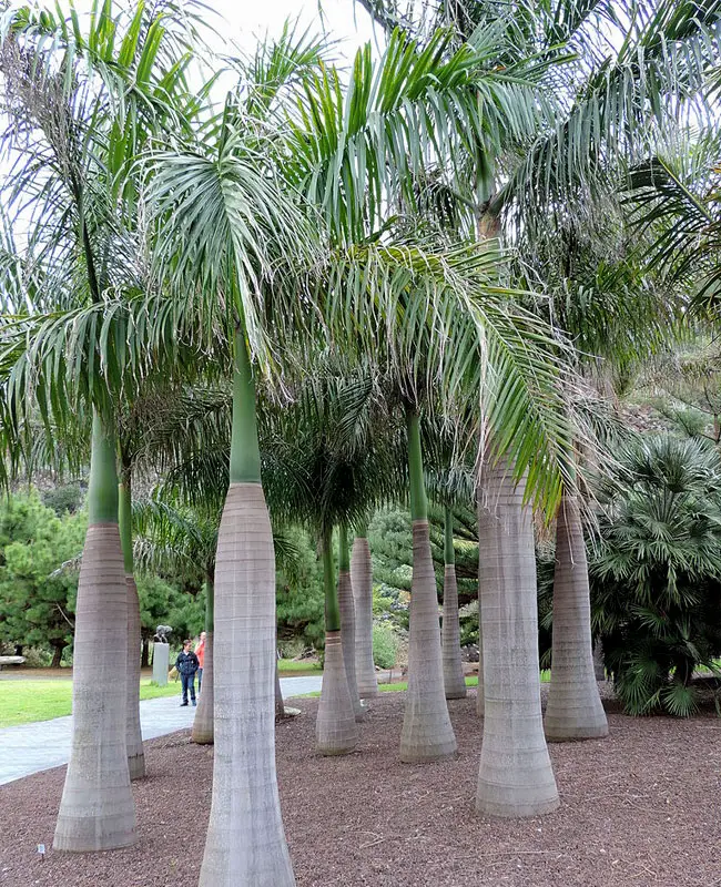 Royal Palm Tree (Roystonea oleracea).