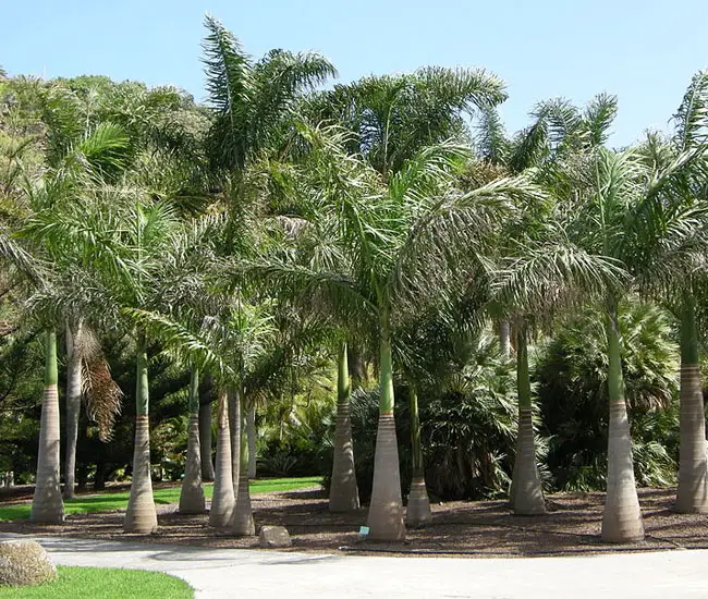 Royal Palm Tree (Roystonea oleracea).